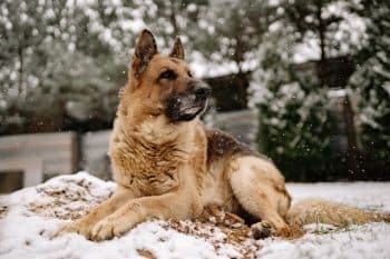 9 Hardy Dog Breeds That Laugh At Bad Weather