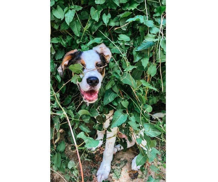 Yard Plants Poisonous to Dogs