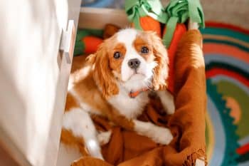 9 Gentle Dog Breeds For Quiet Lives