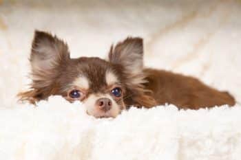 13 Sensitive Dog Breeds That Hate Loud Chaos