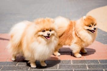 11 Outgoing Dog Breeds That Adore The Spotlight