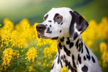 11 Energetic Dog Breeds That Think Rest Is Boring