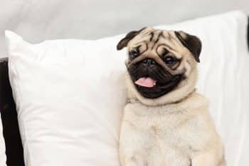 11 Cheerful Dog Breeds Built For The Comfy Life