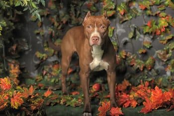 13 Fearless Dog Breeds That Stand Unshaken