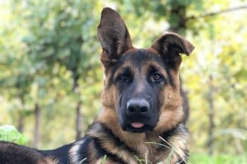 Top 13 Devoted Dog Breeds That Fill Your Days With Joy