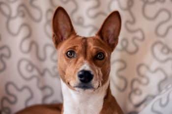 9 Rebellious Dog Breeds That Break All the Rules