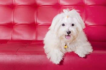 11 Sweet-Natured Dog Breeds That Add Joy To Every Home