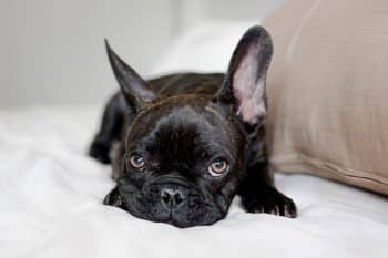 9 Calm Dog Breeds That Keep It Peaceful