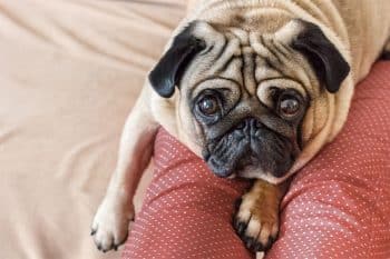 9 Signs Your Dog Is Feeling Insecure