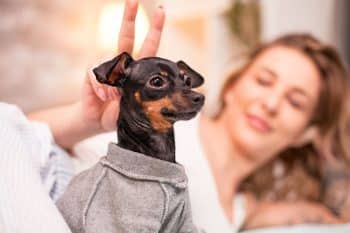 13 Restless Dog Breeds For High-Energy Homes