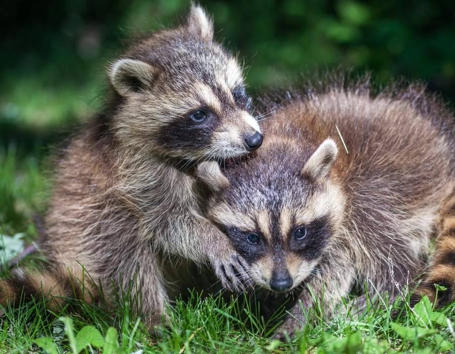7 Mysterious Messages From Beyond: What a Dead Raccoon Reveals About Your Spiritual Journey