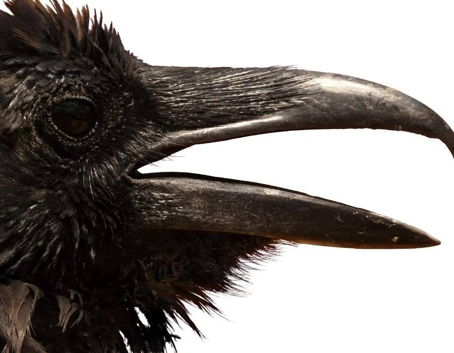 The Messenger’s Final Flight: What a Dead Raven Reveals About Your Spiritual Journey