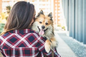 11 Signs Your Dog Is Truly Content
