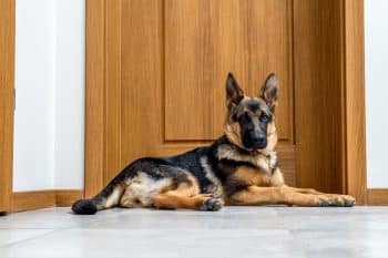 15 Brave Dog Breeds That Defend Their Home