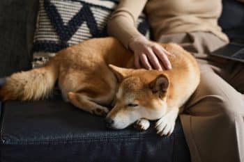 15 Quiet Dog Breeds That Keep It Chill