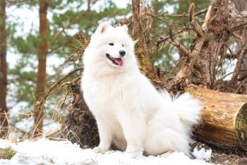 15 Enchanting Dog Breeds That Feel Like Magic