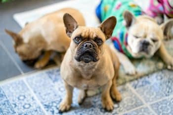 11 Swaggering Dog Breeds That Own Every Room