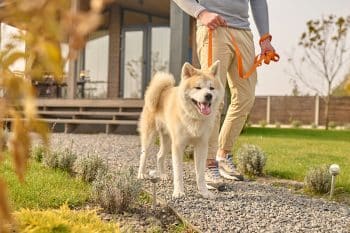 9 Loyal Dog Breeds That’ll Never Let You Walk Alone