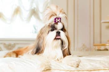 15 Easygoing Dog Breeds That Create the Quietest Homes