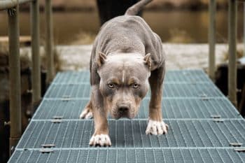 11 Ways Dogs Say “Back Off” Without Barking