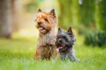 11 Brave-Hearted Dog Breeds With Big Personalities