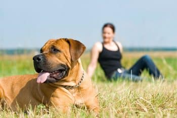 15 Protective Dog Breeds That Watch Over You Silently