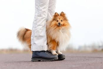 11 Loyal Dog Breeds That Pick One Person