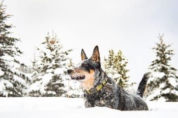 13 Rugged Dog Breeds Built for Big Adventures