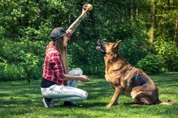 9 Brilliant Dog Breeds That Need Mental Challenges