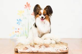 9 Soft-Coated Pups Perfect For Easygoing Homes