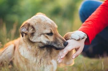 13 Ways Dogs Try To Communicate With Us