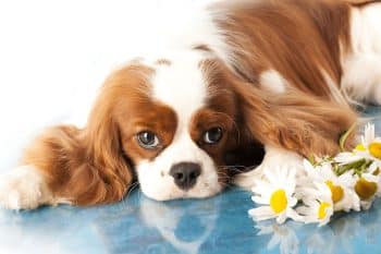 15 Top Dog Breeds That Rarely Bark Or Whine