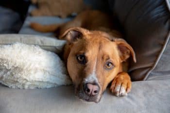 10 of The Best Dog Breeds That Stay By Your Side No Matter What