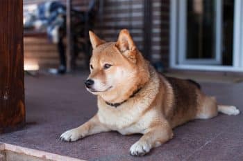 9 Patient Dog Breeds That Wait At The Door