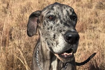 13 Affectionate Dogs That Just Want to Be Near You, Always