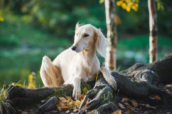 13 Quiet Dog Breeds That Don’t Draw Attention