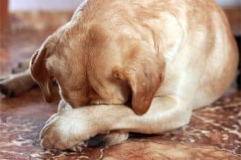 13 Things Your Dog Does When They’re Embarrassed