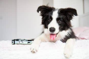 15 Charming Dog Breeds That Win Everyone Over