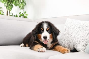 13 Calm Dog Breeds That Relax Easily