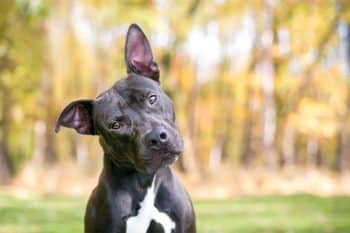 13 Fascinating Reasons Dogs Tilt Their Heads