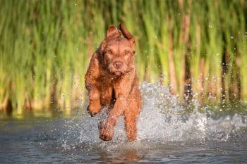 13 Energetic Dog Breeds That Never Quit