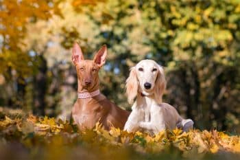 11 Dashing Dog Breeds That Look Red Carpet Ready