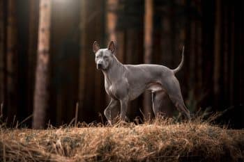 9 Wild-Rooted Dog Breeds With Primitive Instincts Still In Their Blood