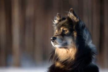 13 Enchanted Dog Breeds That Feel Straight Out of Mythology