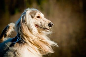 11 Flashy Dog Breeds That Always Steal the Spotlight