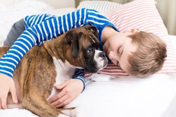 13 Affectionate Dog Breeds That Crave Connection