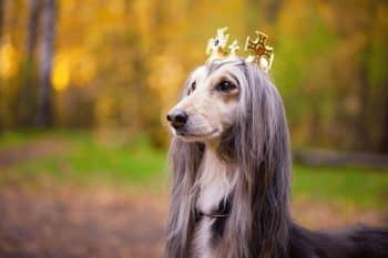 11 Distinguished Dog Breeds That Carry Themselves Like Royalty