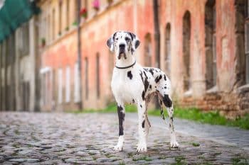 11 Proud Dog Breeds That Stand Tall and Confident