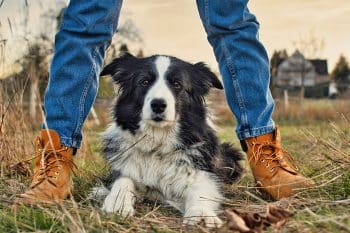 13 Loyal Dog Breeds That Stick Closer Than a Shadow