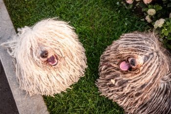 15 Quirky Dog Breeds With Delightfully Odd Habits